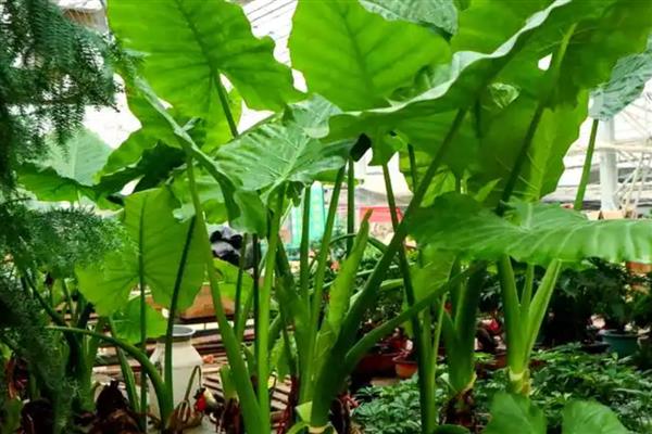 滴水观音怎么养得粗壮,喜欢较为温暖湿润的环境