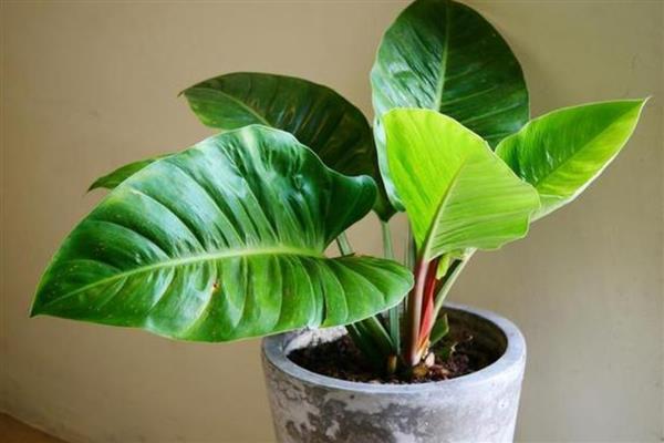 滴水观音怎么养得粗壮,喜欢较为温暖湿润的环境