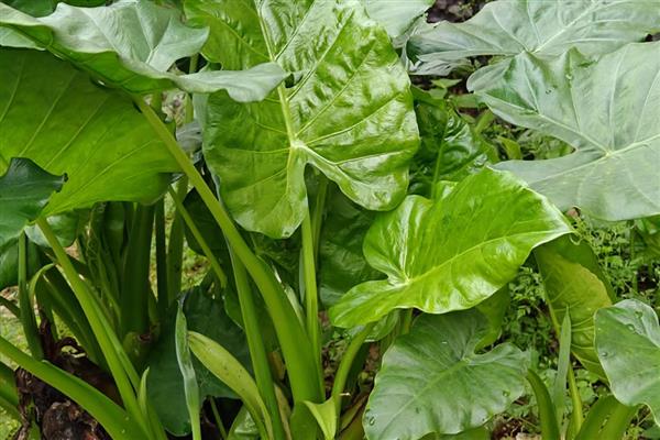 滴水观音怎么养得粗壮,喜欢较为温暖湿润的环境