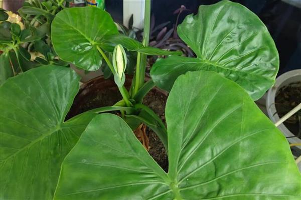 滴水观音怎么养得粗壮,喜欢较为温暖湿润的环境