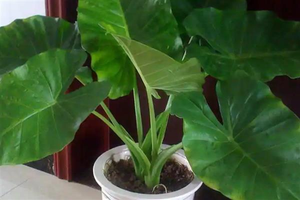 滴水观音怎么养得粗壮,喜欢较为温暖湿润的环境