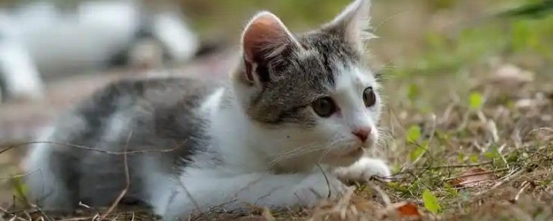猫咪拉屎很臭的原因，可能是肠胃炎所致