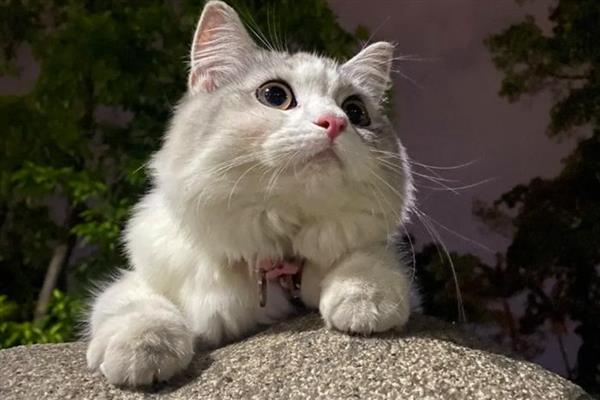 猫咪拉屎很臭的原因，可能是肠胃炎所致