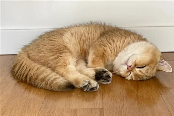 猫咪拉屎很臭的原因，可能是肠胃炎所致