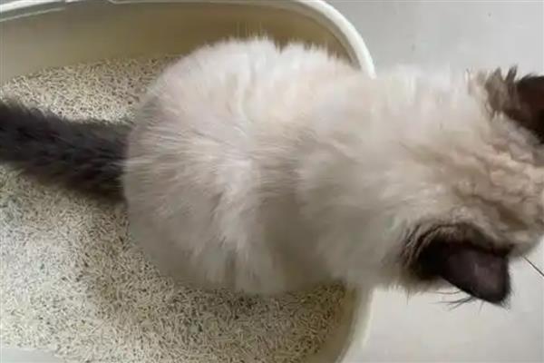 猫咪拉屎很臭的原因，可能是肠胃炎所致