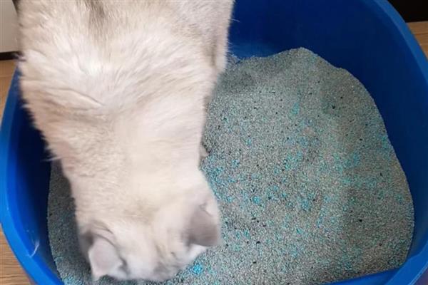 猫咪拉屎很臭的原因，可能是肠胃炎所致