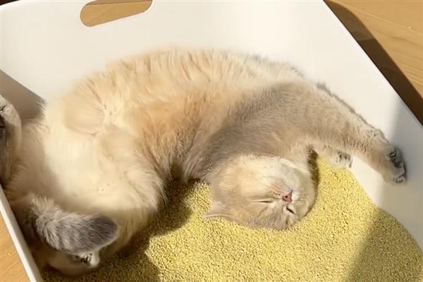 猫咪拉屎很臭的原因，可能是肠胃炎所致