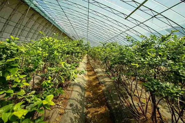 丹东鹭乡蓝莓主要种植地，集中在辽宁杨木川镇