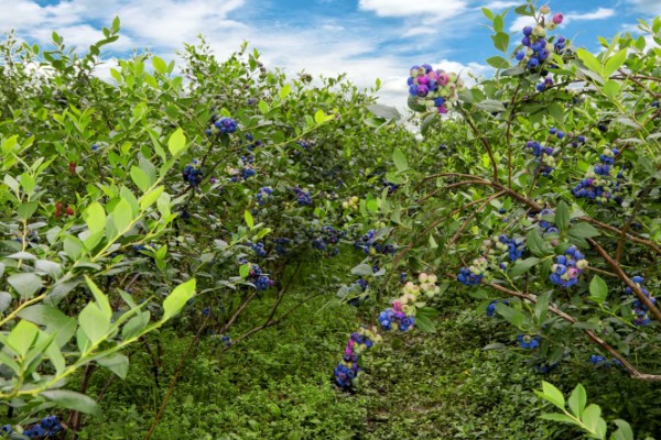 丹东鹭乡蓝莓主要种植地，集中在辽宁杨木川镇