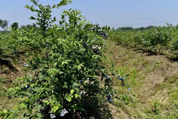 丹东鹭乡蓝莓主要种植地，集中在辽宁杨木川镇
