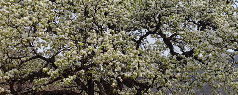 梨树反季节开花的原因，可能是采果后环境不适所致