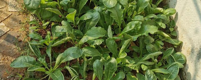 白萝卜能移栽吗，白萝卜可以移栽