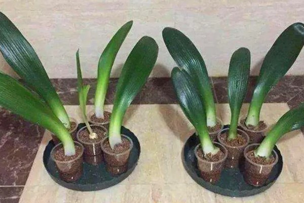 君子兰如何繁殖，常用播种繁殖法和扦插繁殖法