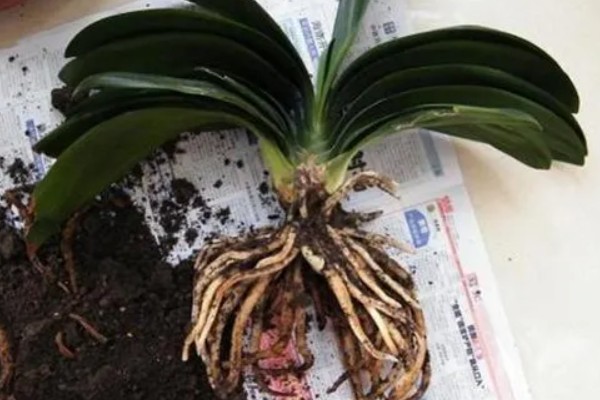 君子兰如何繁殖，常用播种繁殖法和扦插繁殖法