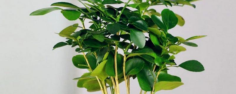 七里香的养殖方法，冬季要保证温度高于8℃