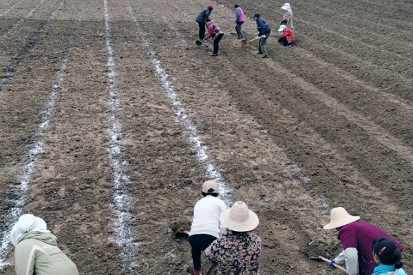 西红柿怎么种植,早熟品种每亩栽培4500-5000株