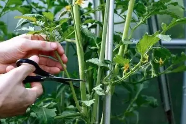 西红柿怎么种植,早熟品种每亩栽培4500-5000株