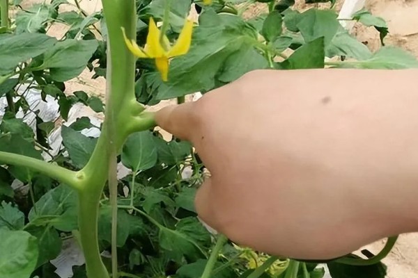 西红柿怎么种植,早熟品种每亩栽培4500-5000株