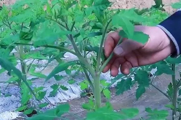 西红柿怎么种植,早熟品种每亩栽培4500-5000株