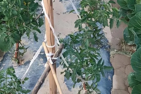 西红柿怎么种植,早熟品种每亩栽培4500-5000株