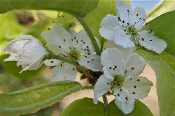 梨树反季节开花的原因，可能是采果后环境不适所致