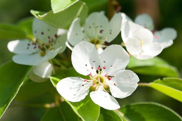 梨树反季节开花的原因，可能是采果后环境不适所致