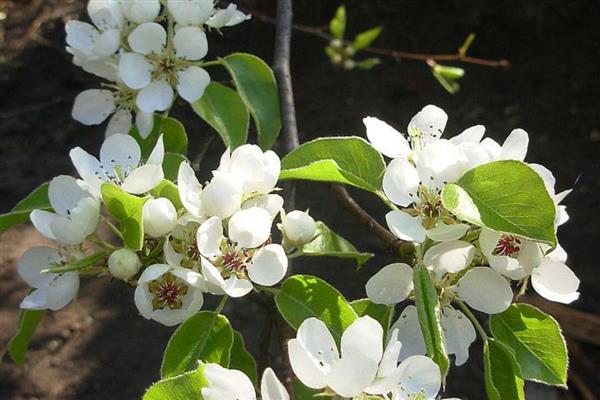 梨树反季节开花的原因，可能是采果后环境不适所致