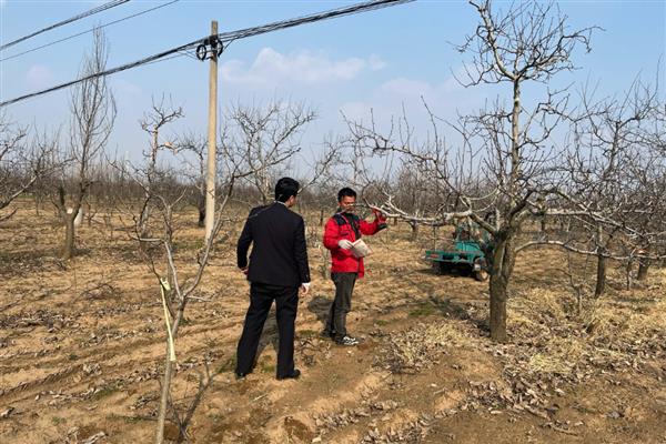 梨树反季节开花的原因，可能是采果后环境不适所致