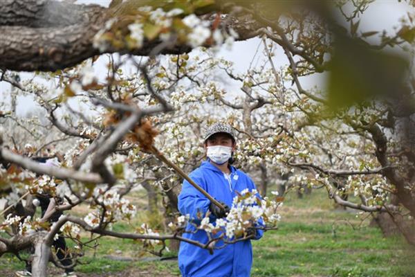 梨树反季节开花的原因，可能是采果后环境不适所致