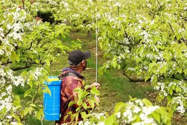 梨树反季节开花的原因，可能是采果后环境不适所致