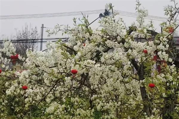 梨树反季节开花的原因，可能是采果后环境不适所致