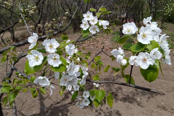 梨树反季节开花的原因，可能是采果后环境不适所致