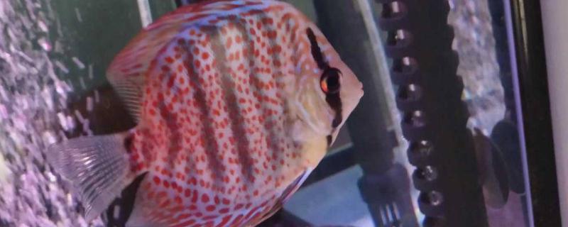 七彩老头鱼是什么，是指长不大的神仙鱼
