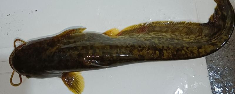 大口鲶鱼简介，分布于我国长江以南的各大水系中