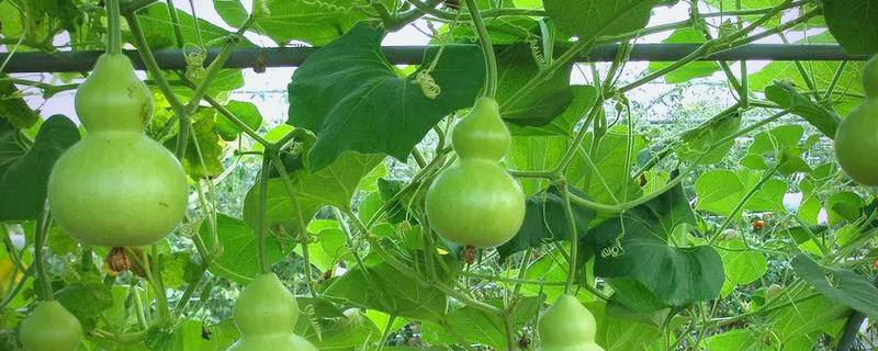 为什么葫芦只有雄花没有雌花，可能是开花时间未到