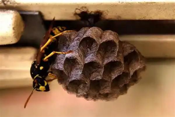 家里有马蜂窝的预兆，迷信说法中是福运的征兆