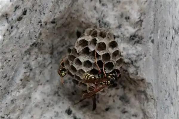 家里有马蜂窝的预兆，迷信说法中是福运的征兆