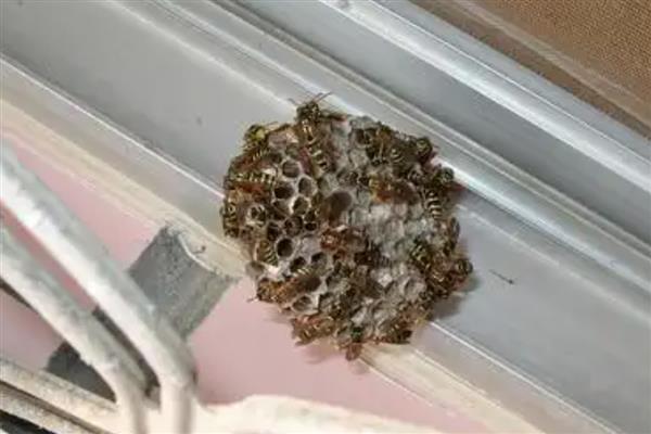 家里有马蜂窝的预兆，迷信说法中是福运的征兆