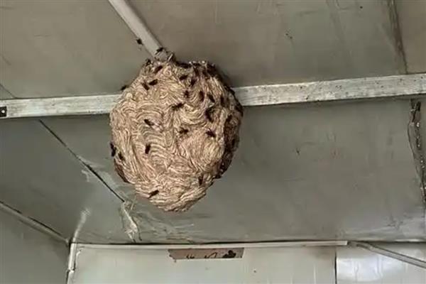 家里有马蜂窝的预兆，迷信说法中是福运的征兆