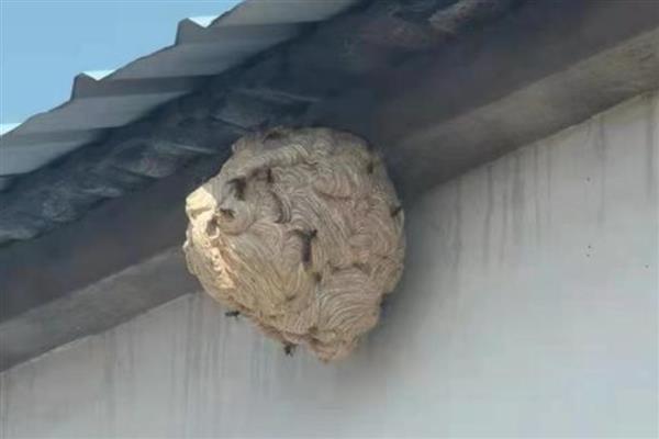家里有马蜂窝的预兆，迷信说法中是福运的征兆