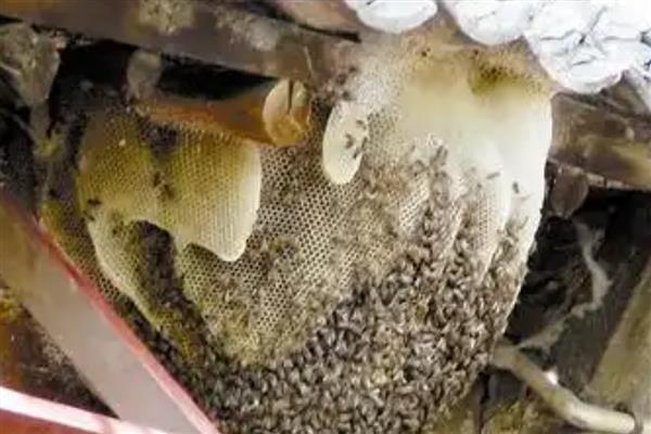 家里有马蜂窝的预兆，迷信说法中是福运的征兆