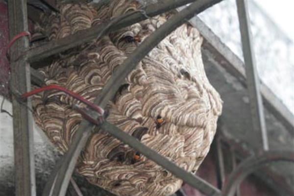 家里有马蜂窝的预兆，迷信说法中是福运的征兆