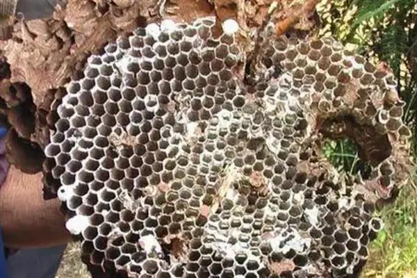 家里有马蜂窝的预兆，迷信说法中是福运的征兆