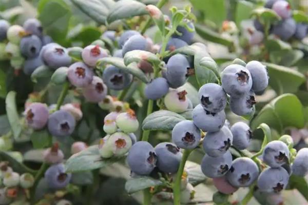 蓝莓僵果如何防治，首先要选择抗病力强的品种