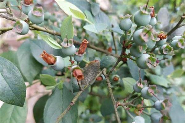 蓝莓僵果如何防治，首先要选择抗病力强的品种