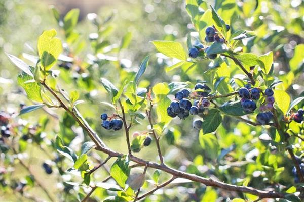 蓝莓僵果如何防治，首先要选择抗病力强的品种