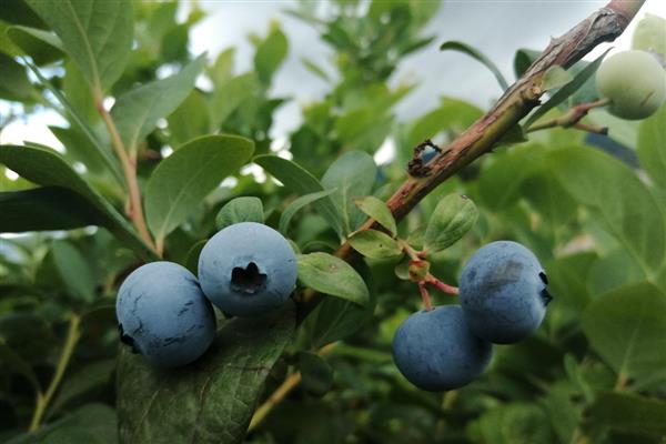 蓝莓僵果如何防治，首先要选择抗病力强的品种