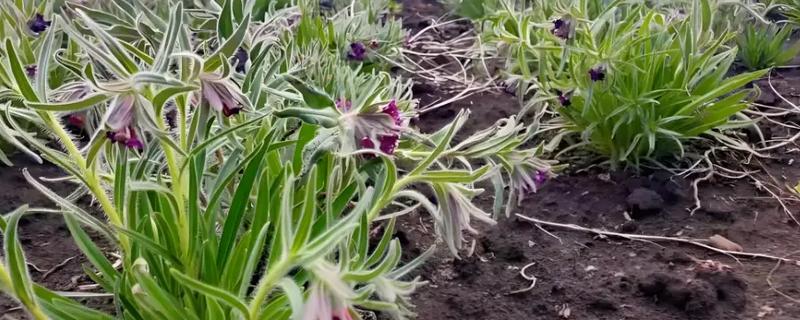 紫草施哪种肥，需施加足量的基肥