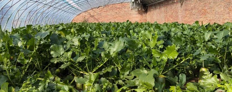 沙窝萝卜的种植方法，最佳的种植时间在8-9月份