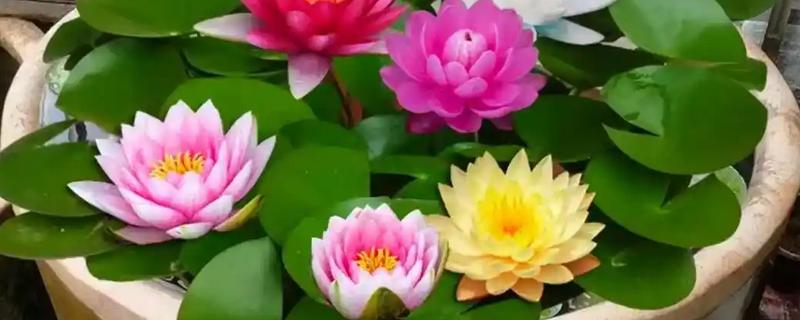 怎么养睡莲，可以分株或播种繁殖